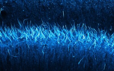 ¡Mi ciencia y yo! Explora los ganadores de 2024 y participa en el concurso de fotografía 2025 de CENL